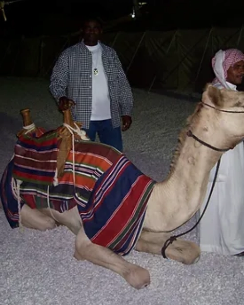 two male and a camel